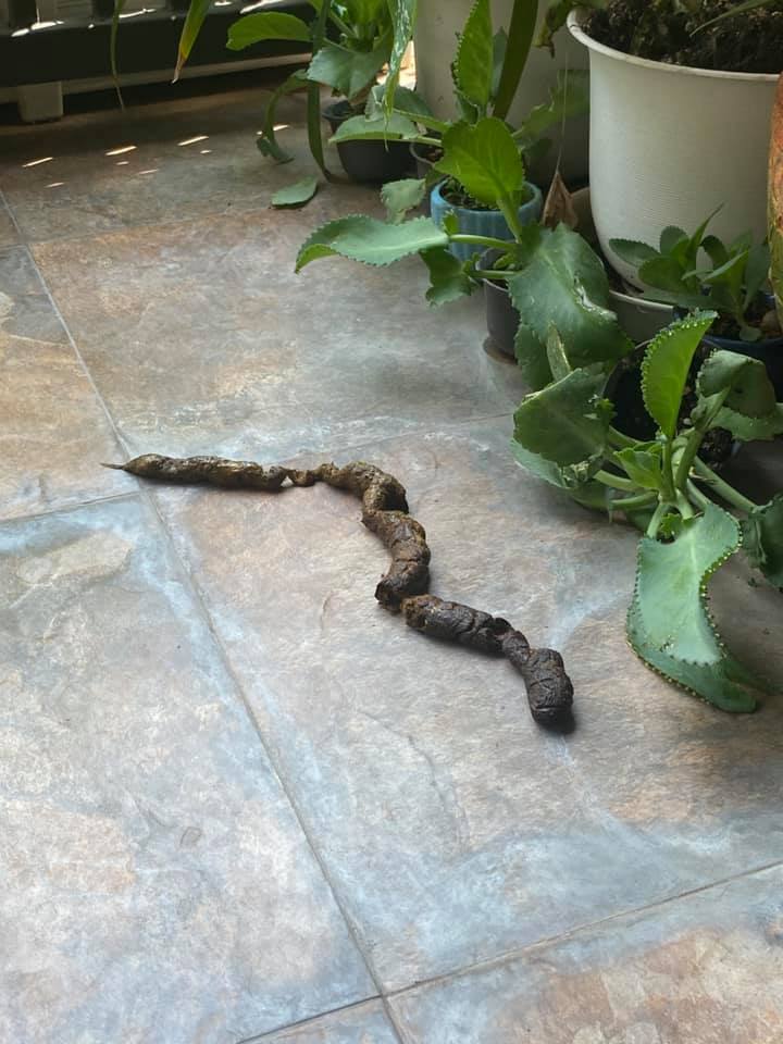 งูเข้าบ้าน