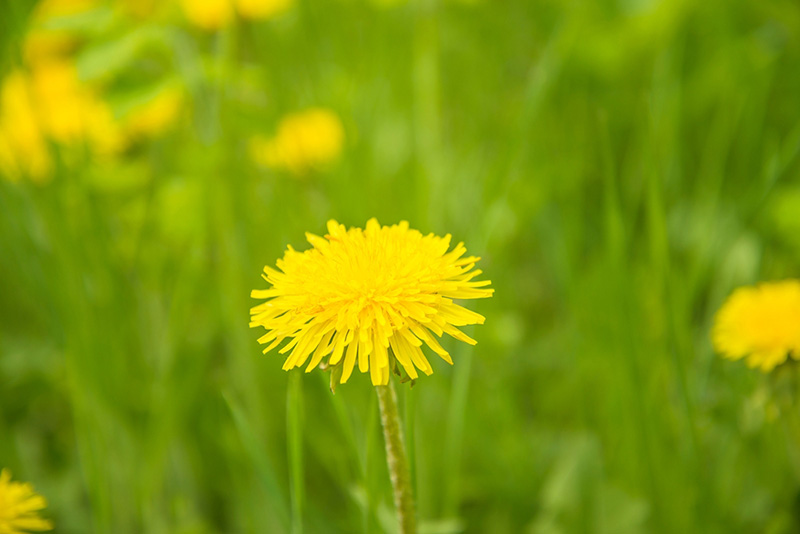 ดอกแดนดิไลออน ดอกไม้ประจำราศีธนู