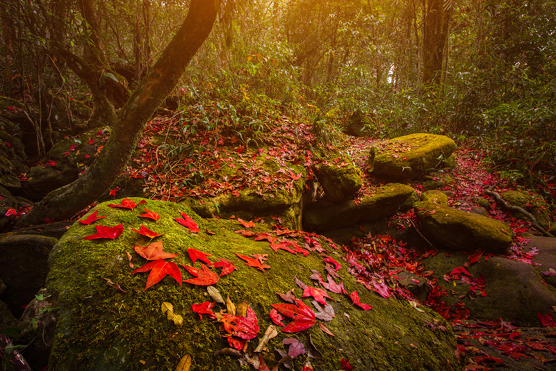 ที่เที่ยวหน้าหนาว 2568 ภูหลวง