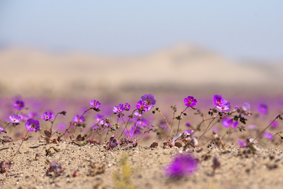 ทะเลทรายอาตากามา