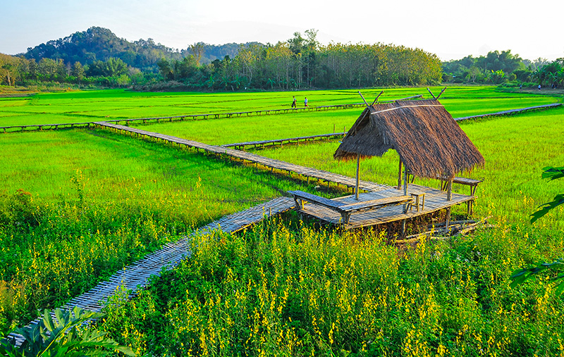 ชุมชนบ้านนาต้นจั่น ที่เที่ยวเดือนมิถุนายน 2569