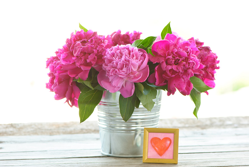 โบตั๋น ต้นไม้มงคลปลูกในบ้าน