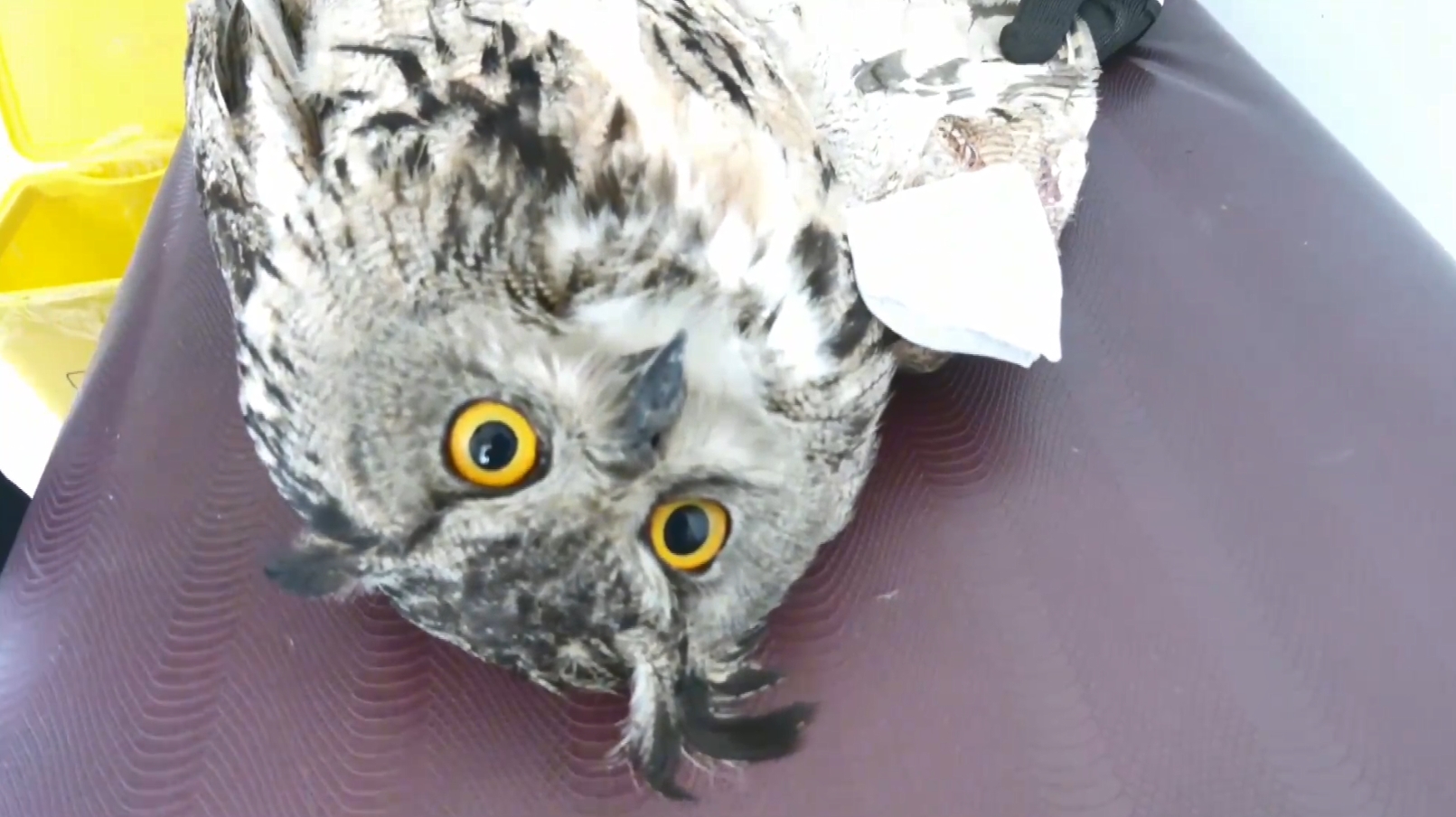 นกฮูกบาดเจ็บ