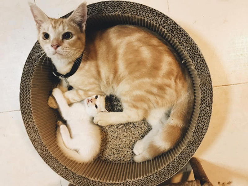 คาเฟ่แมว