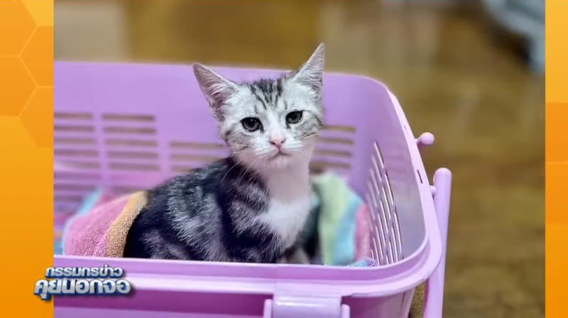 สรยุทธ รับเลี้ยงแมว