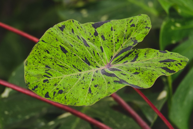 Colocasia Mojito