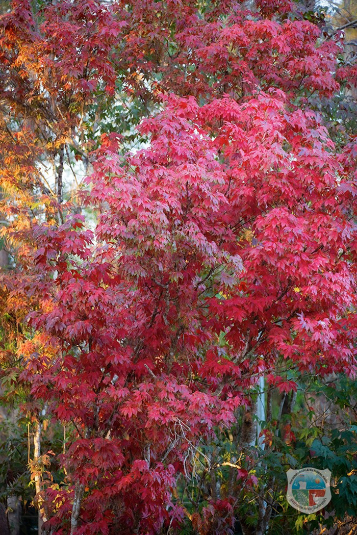 ใบเมเปิล ก่วมแดง 2568/2569 อุทยานแห่งชาติภูหินร่องกล้า