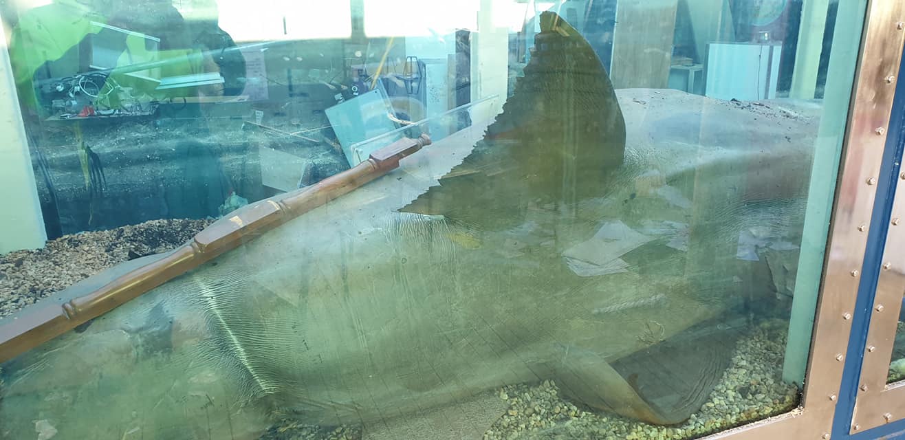 ซากฉลามขาวยักษ์