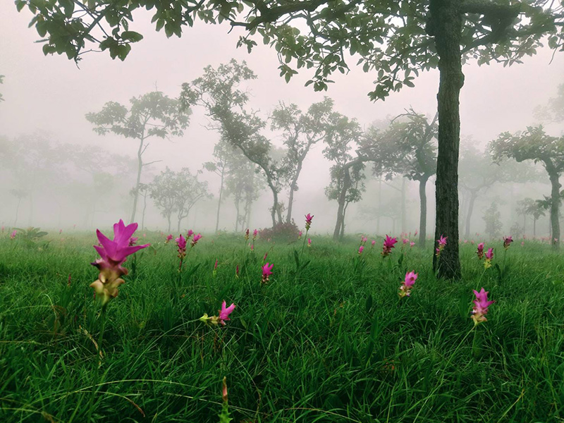 ดอกกระเจียว