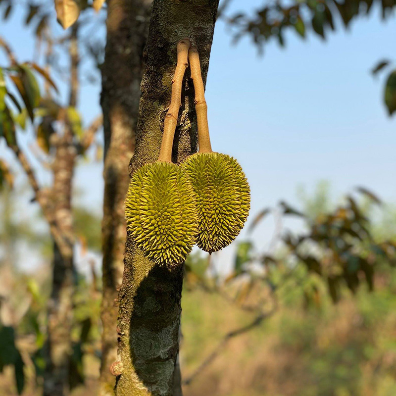 สวนทุเรียนบุฟเฟ่ต์ 2564