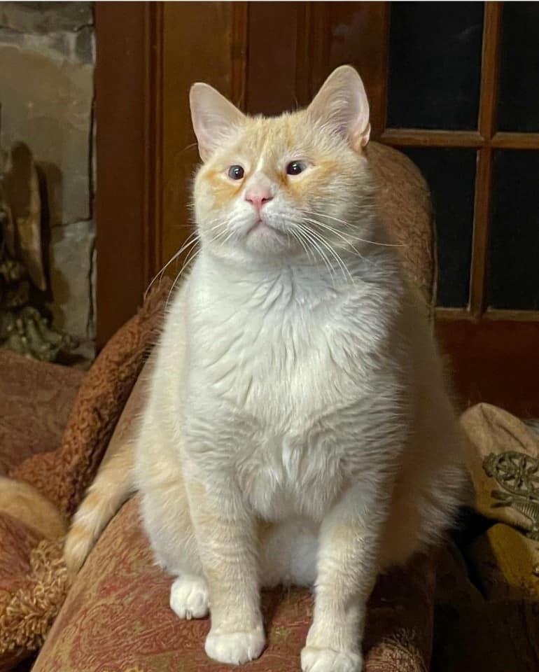 แมวตาตี๋