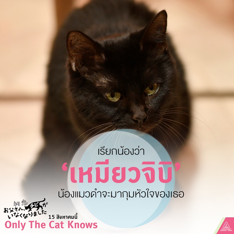 หนังแมวญี่ปุ่น