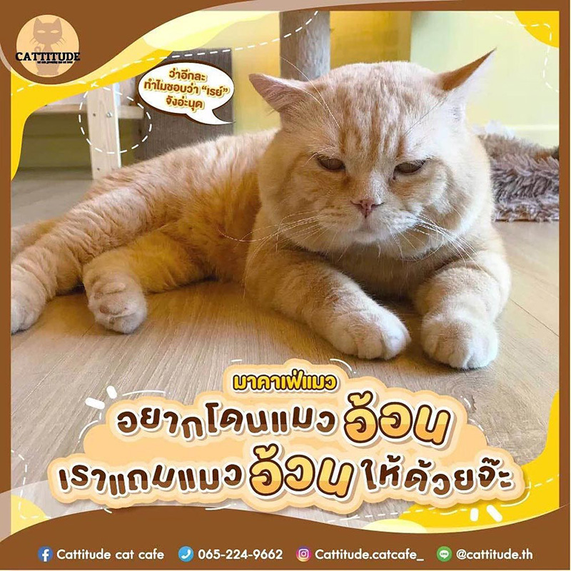 คาเฟ่แมว