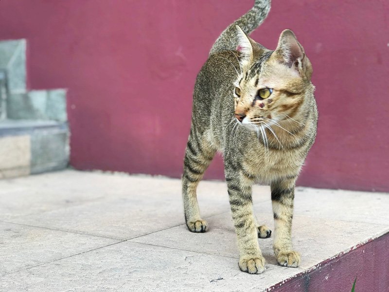 เพจแมวโรงพัก