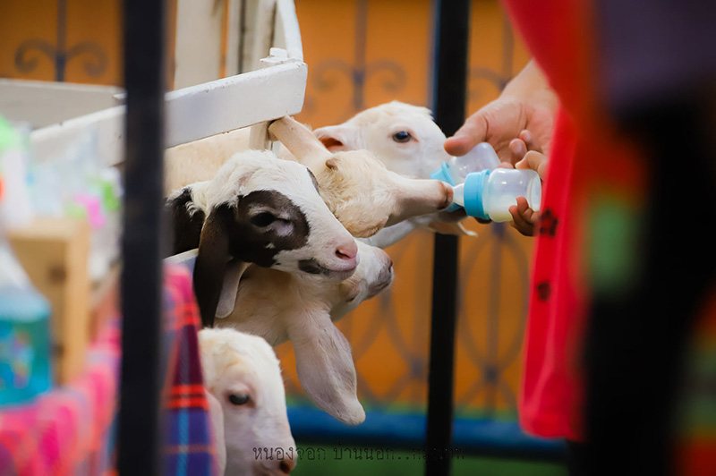 ตลาดน้ำพรประภา กรุงเทพ