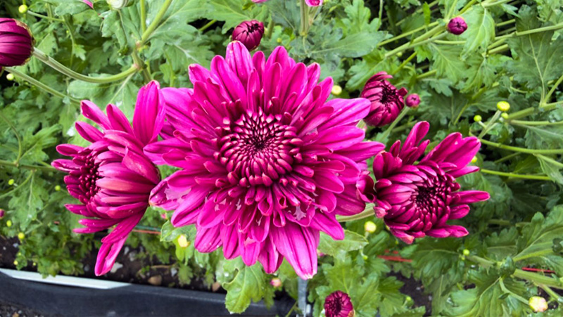 ทุ่งสวรรค์ ตะวันฉาย 2568-2569 วัดพระธรรมกาย