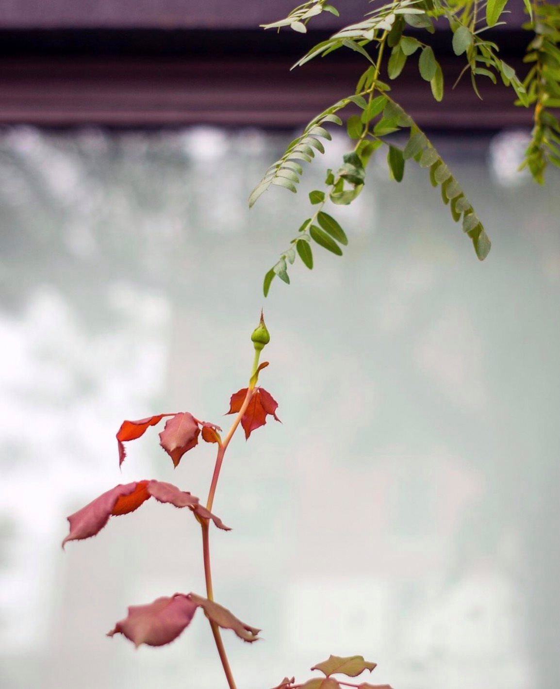 ภาพถ่าย