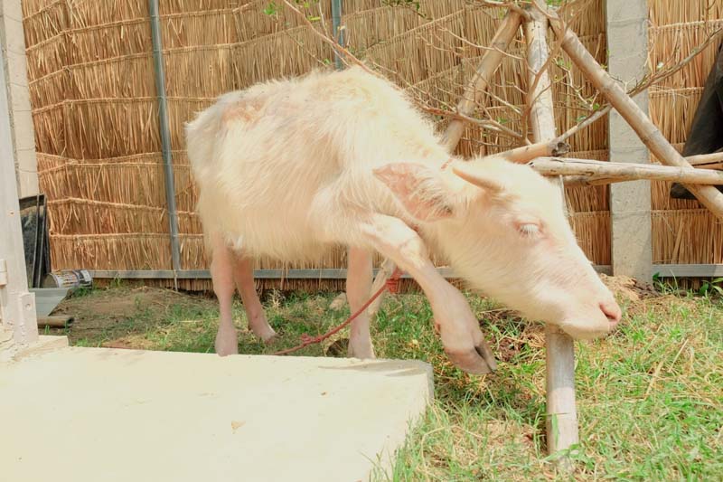 Ganesha Cafe Farm Chiangmai  