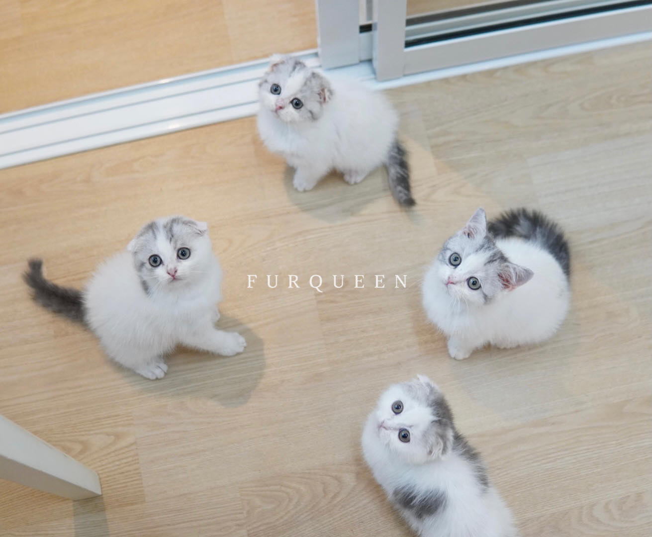 สก๊อตทิช โฟล์ด