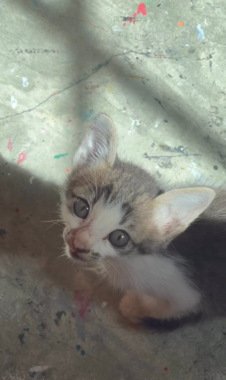 ก๊อต จิรายุ แมว