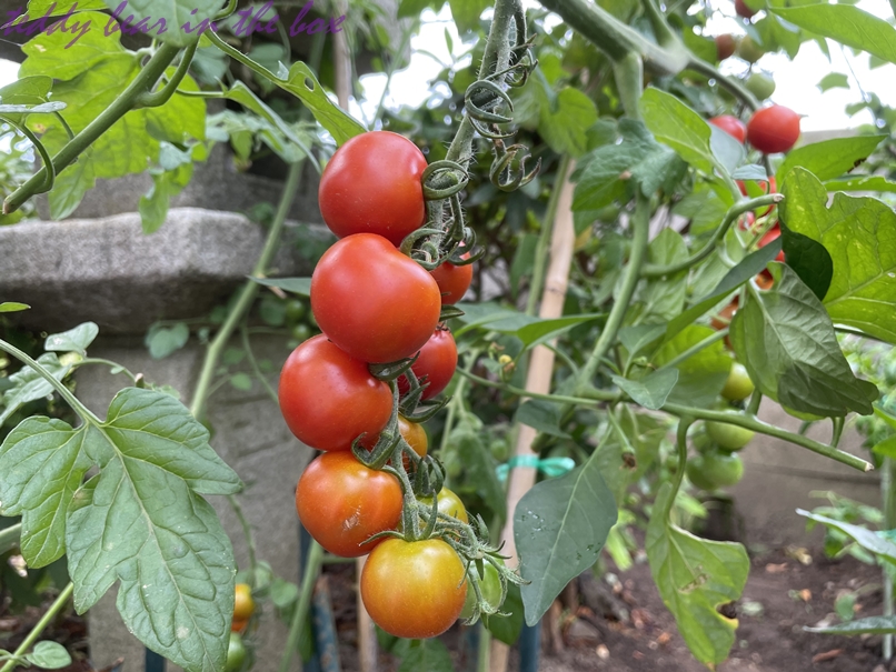 มะเขือเทศไส้บ๊วย