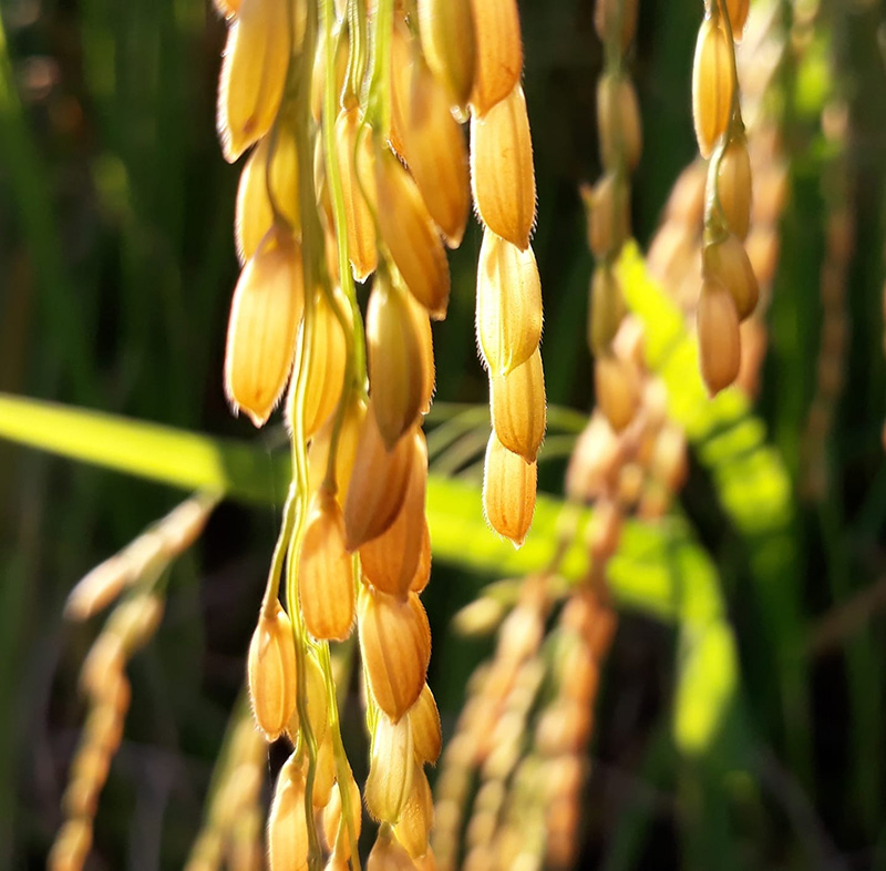 รวงข้าวแบบใกล้ ๆ ที่บ้างปางมะโอ