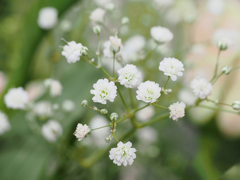 ดอกยิปโซ