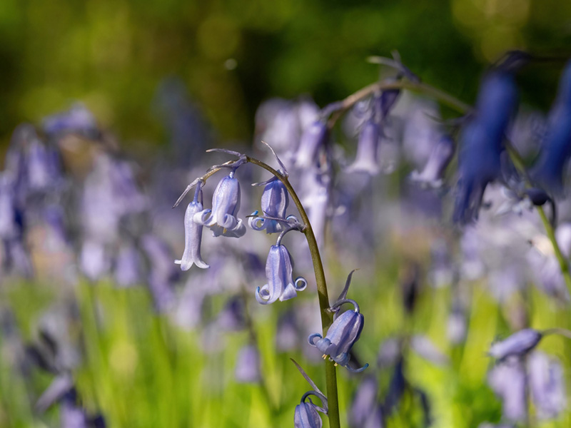 ต้นไม้ประจำราศีตุลย์ ดอกบลูเบลล์