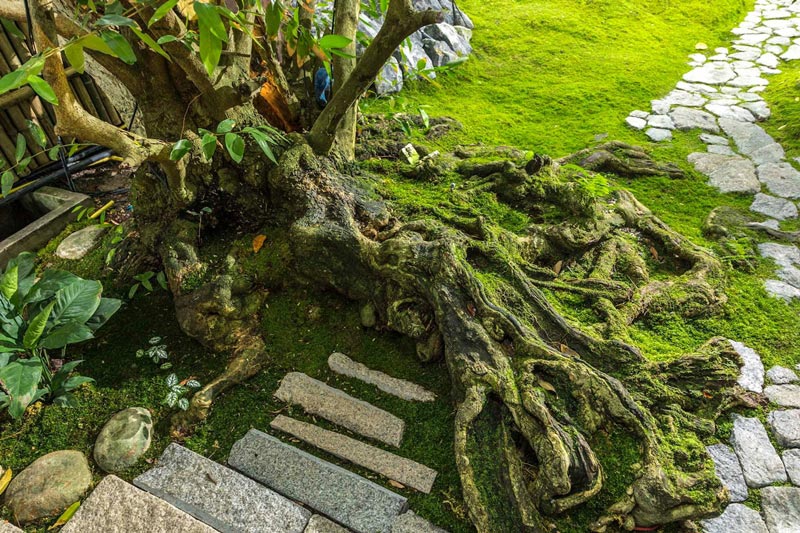 จัดสวนญี่ปุ่น