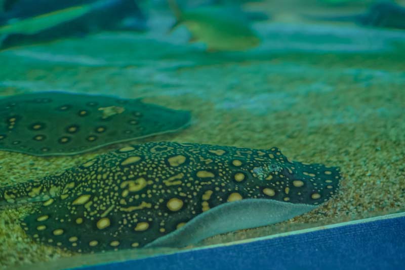 Aquarium สวนสัตว์เชียงใหม่ 