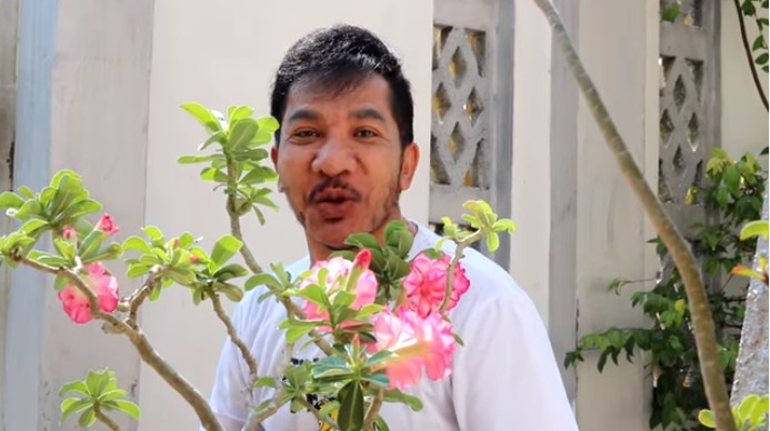 โชเล่ย์ ดอกกระโดน