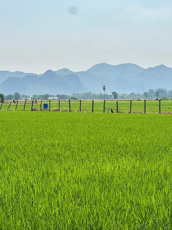 ระเบียงนา ที่พักหน้าฝน