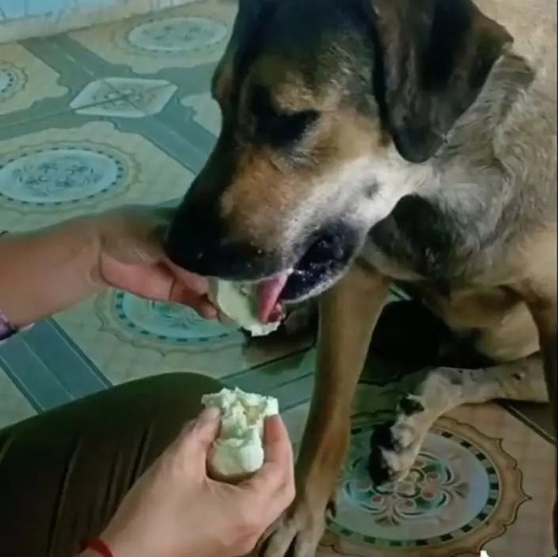 สาวแต่งงานย้ายที่อยู่ใหม่ สุนัขบ้านเกิดคิดถึง เดินไกลไปหา 10 กม.