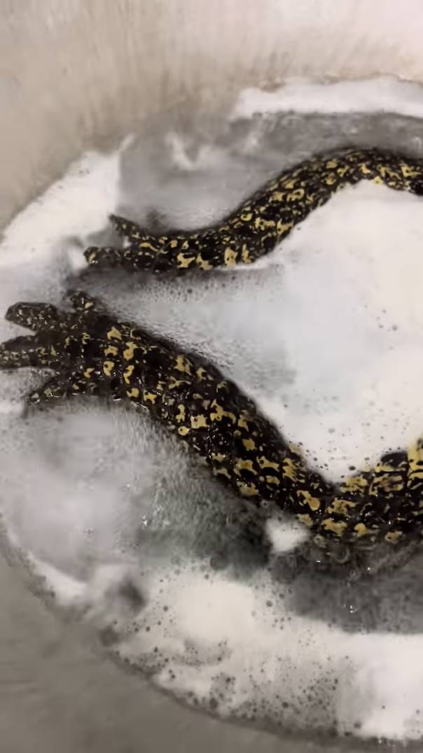 กระต่าย พรรณนิภา กินผัดเผ็ดจระเข้