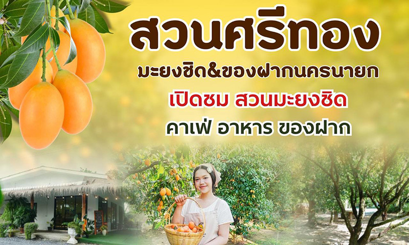 สวนศรีทอง มะยงชิด สวนมะยงชิด 2569