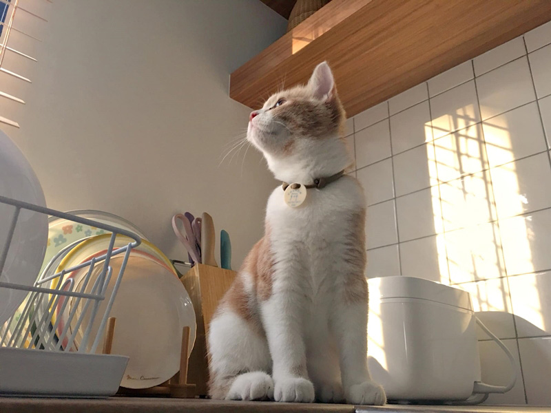 แบบห้องครัวสไตล์โฮมคาเฟ่