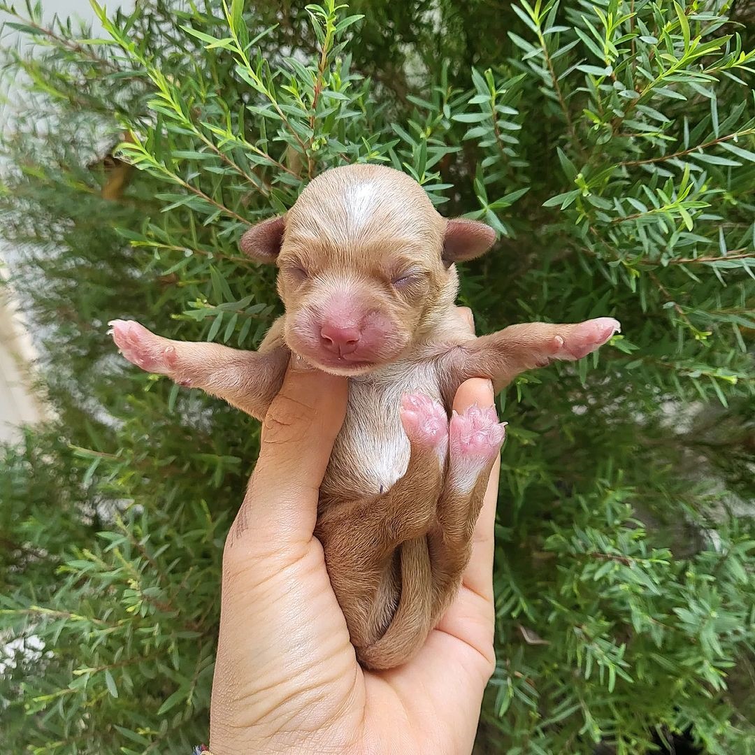 ปาล์มมี่ 