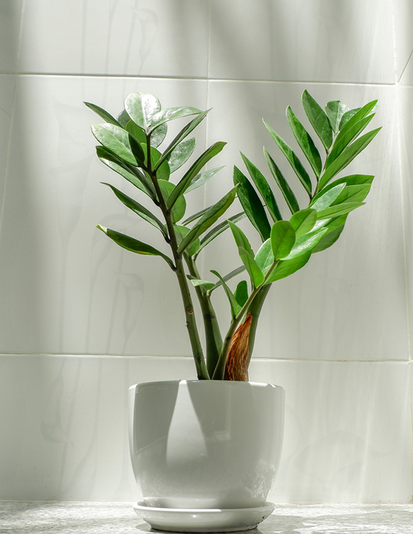 ต้นไม้มงคล วันขึ้นบ้านใหม่ ต้นกวักมรกต