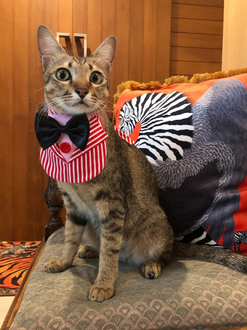 เพจแมวโรงพัก