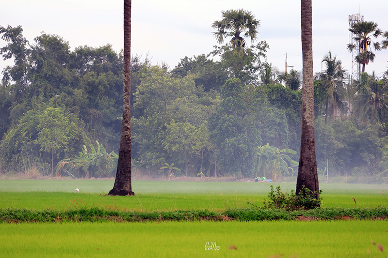 จุดชมวิวดงตาลสามโคก