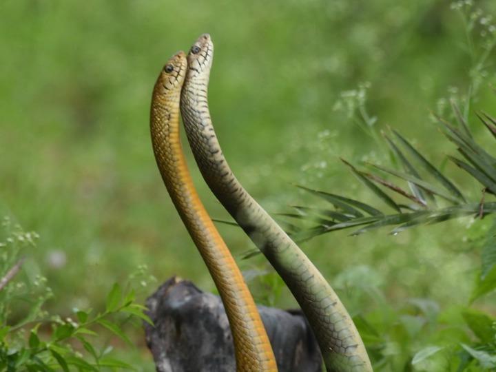 งูสู้กัน