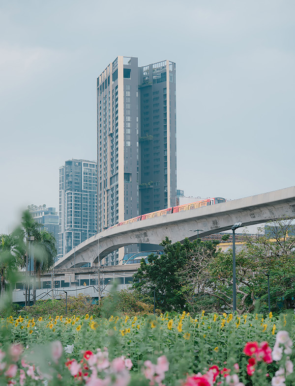 ทุ่งดอกฮอลลี่ฮ็อค สวนจตุจักร