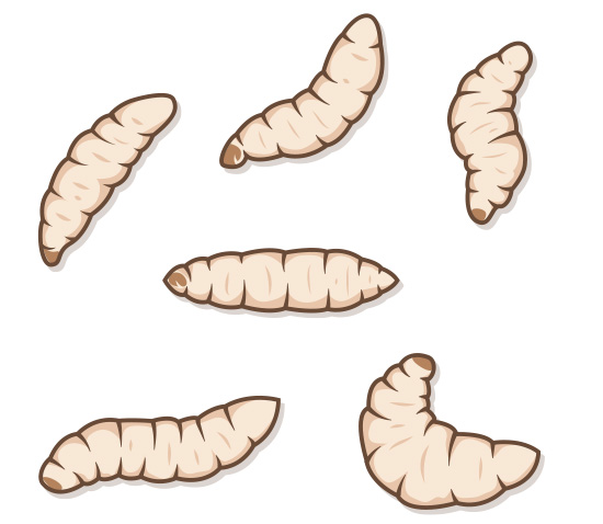 หนอนแมลงวัน