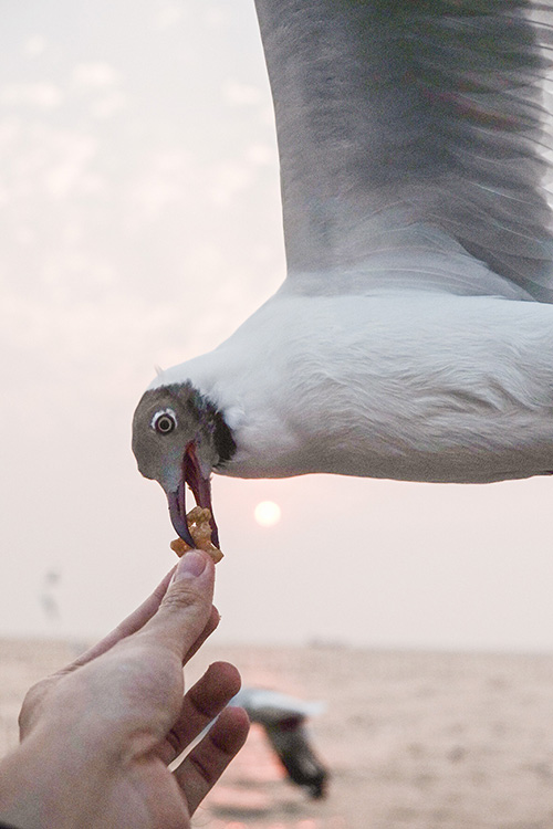 สถานตากอากาศบางปู