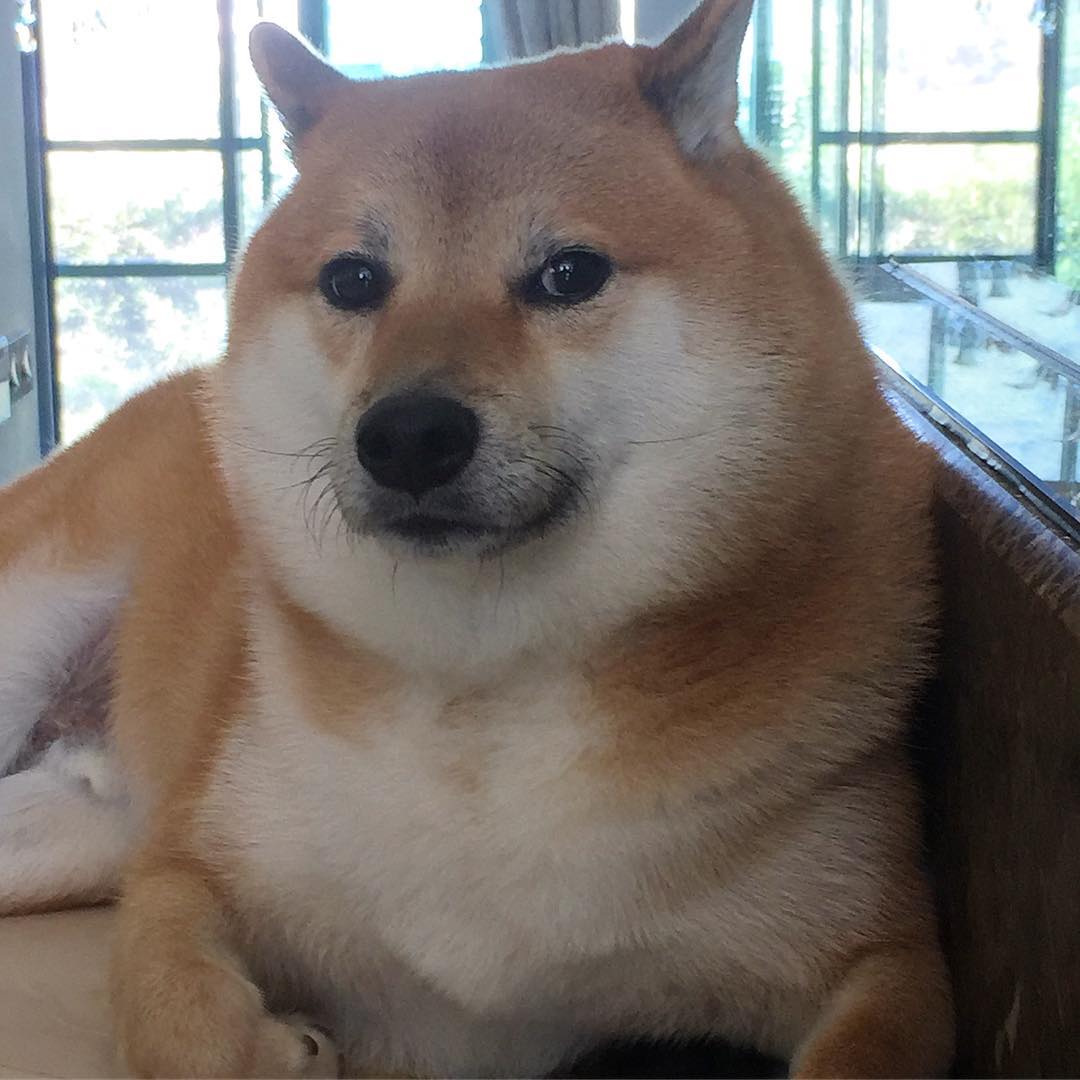 หมาชิบะเจ้าของมีมดัง