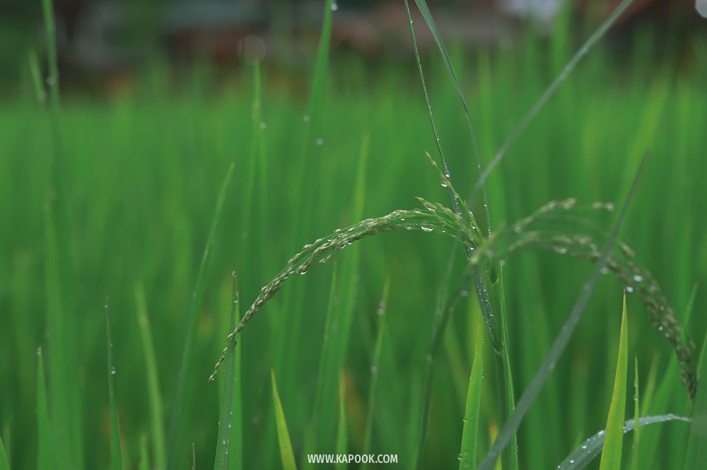 บ้านแม่กลางหลวง