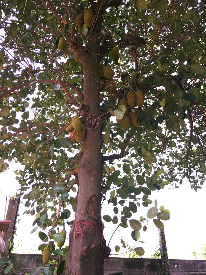 แมงปอ ชลธิชา