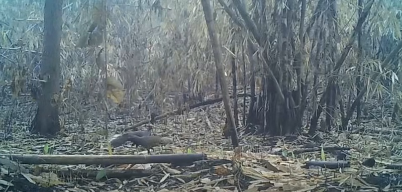 ไฟไหม้ป่า