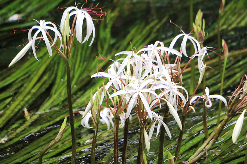 พลับพลึงธาร ราชินีแห่งสายน้ำ พังงา
