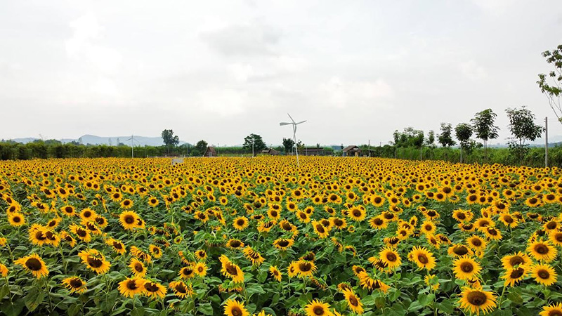 ทุ่งทานตะวัน กาญจนบุรี
